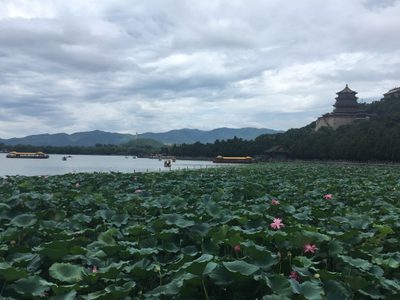 Lily Pads at The Summer Palace